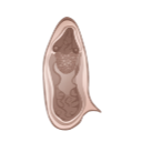 Schistoma Mansoni Egg