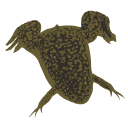 474 Xenopus Sil C
