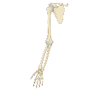 Upper Limb Bones