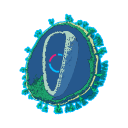 Free Scientific Illustration Download Of Lentivirus Cross Section With Plasmid