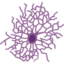 604 Oligodendrocyte