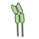 Free Illustration Tcell Receptor