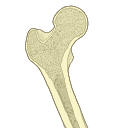 Free Illustration Bone Marrow