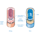 Vascular Tunics Blood Vessel Layers