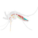 Free Scientific Illustration Of Male Mosquito Flying