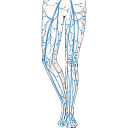 Venous Circulation Diagram 2