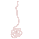 Free Illustration Sweat Gland Cross Section