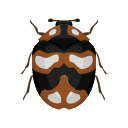 Icon Furniture Carpet Beetle
