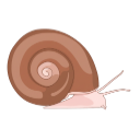 Snail Biomphalaria Glabrata