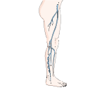 Deep Vein Structure Leg