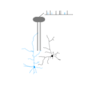 386 Extracellular Recording