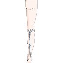 Superficial Veins Leg 4