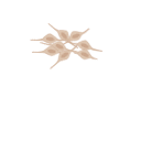 736 Progenitors