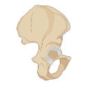 Iliac Or Hip Bone