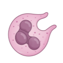 Neutrophil Phagocytosing 3D