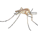 Free Scientific Illustration Of Female Mosquito Flying