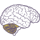281 Brain Cb