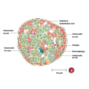 Free Illustration Islets Of Langerhans