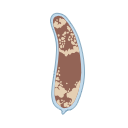 Hofstenia Miamia