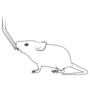 94 Mouse Drinking