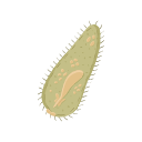 Icon Liver Fluke Miracidia Entering Snail