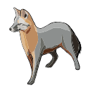 Grey Fox Wildlife Vector