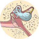 Free Illustration Inner Ear