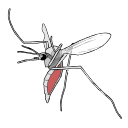 Free Scientific Illustration Of Aedes Feeding