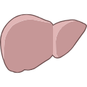 Free Illustration Human Liver
