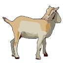Goat Livestock Vector