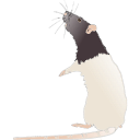 189 Adult Hooded Rat Standing