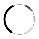 Plasmid