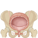 Female Bladder