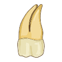 Mandibular Third Molar