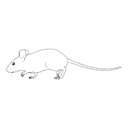122 Mouse Walking