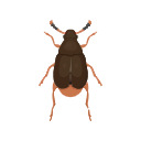Icon American Seed Beetle