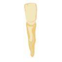 Incisor