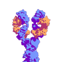 Free Scientific Illustration Download Of B Cell Receptor