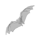 Artibeus Bat Grey Vector