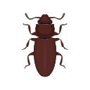 Icon Foreign Grain Beetle
