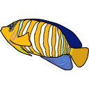 314 Angelfish 5b Xbte4