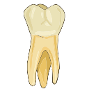 Maxillary First Molar