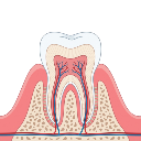 Tooth Cross Section