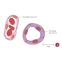 Free Illustration Descending Thin Limb Of Loop Of Henle