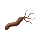 Helicobacter Pylori