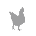 Domestic Chicken Bird Svg