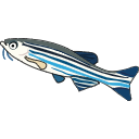 331 Zebrafish N B7b2rf