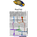 343 Reef Fish Retina