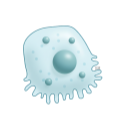 Pneumocyte Cell 3D
