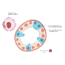 Free Illustration Outer Medullary Collecting Duct